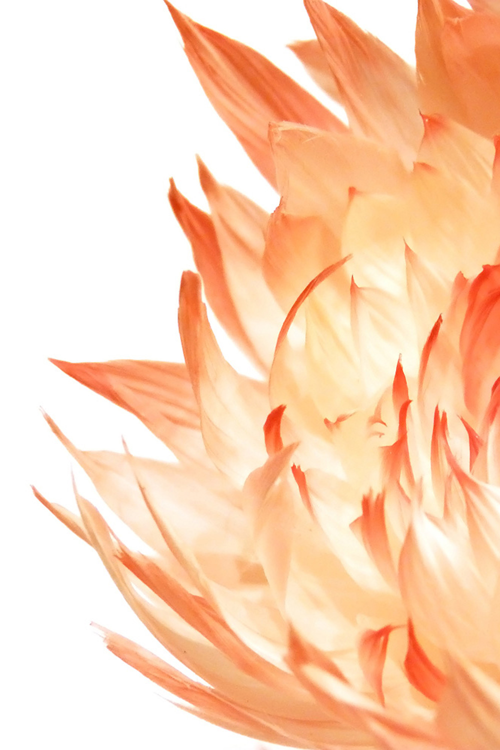 Nelly Saunier visual 3